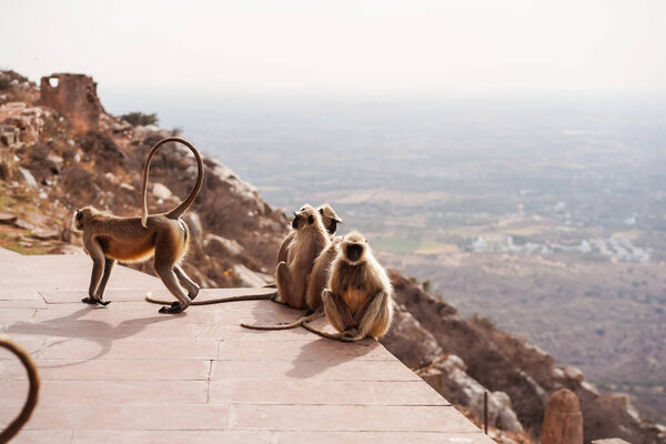 Monkeys at Savitree mountain Temple with views of town