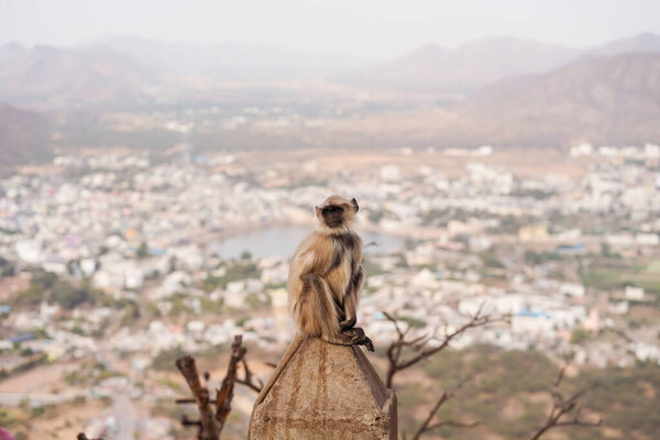 Monkey at Savitree mountain Temple with views of town