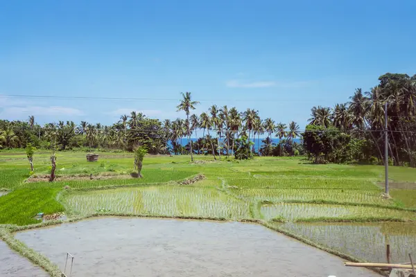 güzel yeşil pirinç tarlaları ağaçlarla ve denizlerle doludur, Bohol, Filipinler