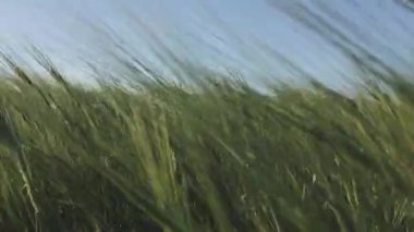 Berrak mavi gökyüzünün altındaki yemyeşil arpa tarlaları. Ekinler hafif esintiyle sallanıyor, bu da bereketli bir hasat mevsiminin göstergesi..