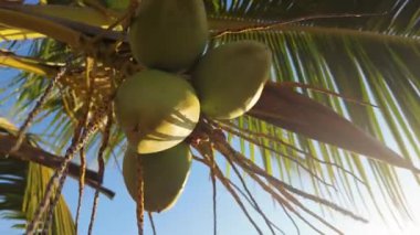 Açık mavi gökyüzünün altında, San Domingo, Dominik Cumhuriyeti 'nde canlı yeşil hindistan cevizli hindistan cevizi palmiyesinin düşük açılı görüntüsü, tropik bir Karayip özünü yakalıyor..