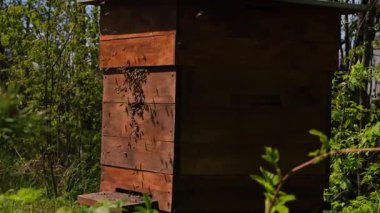 Tahtadan yapılmış bir arı kovanı yemyeşil bir ortamda oturur ve etkin bal arılarıyla uğuldar. Kovan 'ın doğal yapısı arıların biyolojik çeşitlilikteki temel rolünü vurguluyor.