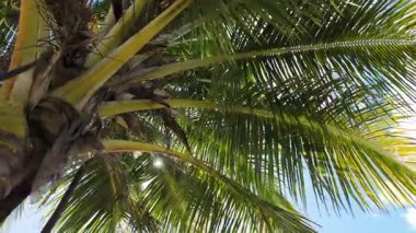 Düşük açılı görüntü, Dominik Cumhuriyeti, Santo Domingo 'nun güzel manzarasında yemyeşil çimlerle çevrili palmiye ağaçlarını ve berrak mavi gökyüzünün altında sakin bir göleti yakalıyor..