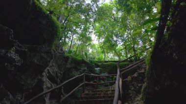 Meksika 'daki doğal bir mağaranın tabanından bir manzara, yemyeşil orman yaprakları ve yükselen ağaçlarla çerçevelenmiş. Güneş ışığı yoğun yeşilliğin içinden süzülerek sakin bir atmosfer yaratır.