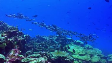 Lutjanus gibbus bir Maldivler resifinin canlı mercan oluşumları arasında zarifçe yüzer ve su altı deniz ekosisteminin şaşırtıcı biyolojik çeşitliliğini ve güzelliğini gösterir..