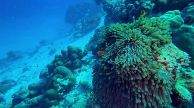 Canlı Heteractis magnifica, Maldivler 'deki sağlıklı bir mercan resifinde dokunaçlarında deniz biyolojik çeşitliliğini ve renkli sualtı yaşamını gösteren bir amfiprion nigriplerine ev sahipliği yapıyor..