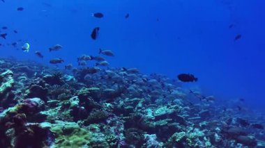 Lutjano gibbus, halk arasında kambur kırmızı levrek olarak bilinir, Maldivler 'deki canlı bir mercan resifinin üzerinde zarifçe yüzerek zengin deniz biyolojik çeşitliliğini gözler önüne serer..