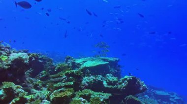 Açık mavi denizin altında çeşitli deniz canlılarıyla çevrili Maldivler 'deki renkli bir resifin üzerinde zarif bir şekilde yüzen plectorhinchus vitatus' u içeren canlı bir sualtı sahnesi..