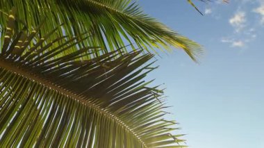 Dominik Cumhuriyeti, Santo Domingo 'da açık mavi gökyüzüne uzanan büyük bir palmiye yaprağının altından tropikal manzaranın özünü ve huzurunu yakalıyor..