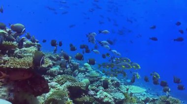 Plectorhinchus vitatus ve Chaetodon yaka, bu tropik cennetin zengin deniz biyolojik çeşitliliğini gösteren Maldivler 'deki büyüleyici bir resifte canlı mercanlar arasında yüzerler..