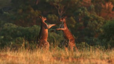Gün batımının arka planında sevimli kanguruların silueti
