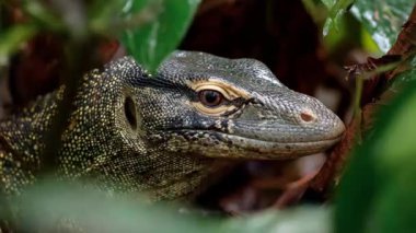Bir monitör kertenkele yoğun yeşil yaprakların arasından bakar, dokulu pulları ve keskin gözleri doğal yaşam alanına sorunsuzca uyum sağlar, vahşi yaşamın güzelliğini gözler önüne serer.