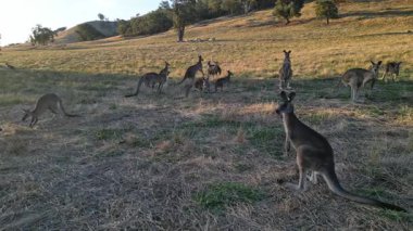 Avustralya doğasında sevimli vahşi kangurular