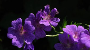 Doğal ışıkla çekilen canlı mor çiçeklerin yakın çekimi, narin taç yapraklarını ve koyu bir arkaplan karşısında canlı renklerini sergilemek, doğanın güzelliğini vurgulamak..