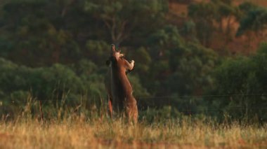 Avustralya doğasında sevimli vahşi kangurular