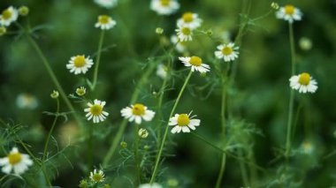 Narin papatya çiçekleri, gür, yeşil bir bahçe ortamının ortasında sallanıyor, canlı sarı merkezlerini ve beyaz yapraklarını doğal bir görüntüde sergiliyorlar..