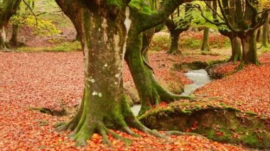 Gorbea Doğal Parkı 'nda sonbaharın büyüleyici renkleri. Titreyen yapraklar ve yosunlu gövdelerle kaplı huzurlu bir orman manzaralar yaratıyor.