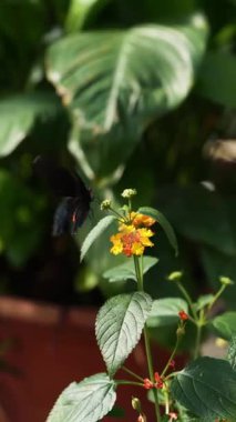 Bir kelebek yeşil yaprakların arasında canlı sarı çiçeklerin üzerine nazikçe tünemiş. Doğal ortam, doğanın dingin güzelliğini yakalar ve böceğin dünyasına bir göz atar.