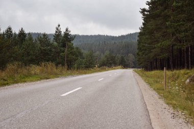 Serpentine Dağ Yolu Kuru Ormanlarda Dönüyor