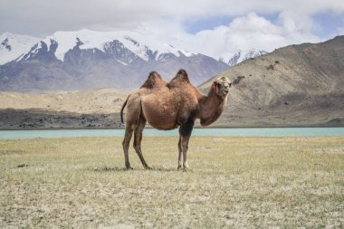 Manzaralı Karakul Gölü kıyısındaki Bactrian Camel Dağları, Xinjiang, Çin