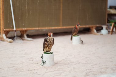 Falcons, Souq Waqif, Doha 'daki Falcon Souq' un dükkanında.