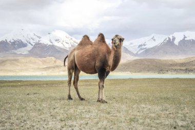 Manzaralı Karakul Gölü kıyısındaki Bactrian Camel Dağları, Xinjiang, Çin