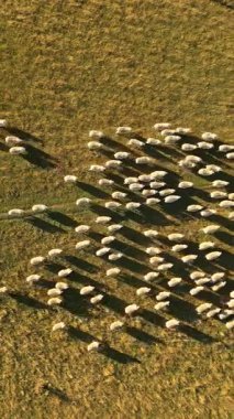 Havadan bakıldığında, sonbaharda Wanaka, Yeni Zelanda 'daki açık bir alanda otlayan koyunların sakin bir görüntüsü görülüyor. Altın renkler resmedilmiş manzaranın altını çiziyor..