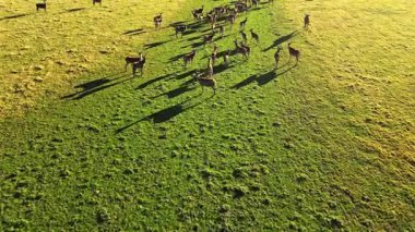 Havadan bakıldığında Yeni Zelanda 'nın geniş otlağında bir vahşi geyik sürüsü görülüyor. Hayvanlar sonbaharda verimli yeşil arazide zarifçe hareket ederler..
