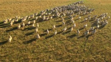 Sonbaharda Yeni Zelanda 'da otlayan bir koyun sürüsünü hava görüntüsü yakalar. Uçsuz bucaksız manzara, koyunların altın çimenlerde huzur içinde toplandığı görülürken doğal güzellikleri ön plana çıkarıyor..