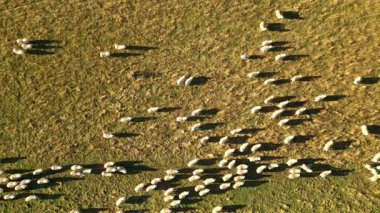 Wanaka, Yeni Zelanda 'daki geniş, altın-kahverengi sonbahar tarlasında huzur içinde otlayan bir koyun sürüsünün havadan görünüşü çarpıcı bir şablon yaratıyor..
