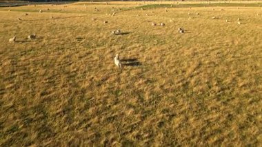 Wanaka, Yeni Zelanda 'daki uçsuz bucaksız sonbahar tarlalarında otlayan koyunların hava manzarası. Manzaranın altın rengi, insansız hava aracı tarafından yakalanan bu kırsal manzaranın dingin güzelliğine eklenir..