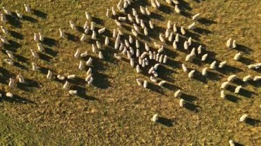 Sonbahar boyunca Wanaka 'nın yemyeşil çayırlarına dağılmış koyunların hava manzarası. Koyunlar yavaş yavaş otluyor, sıcak güneş ışığında uzun gölgeler bırakıyorlar..