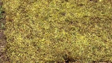 Tütün yapraklarının bir paspasın üzerinde kuruması.