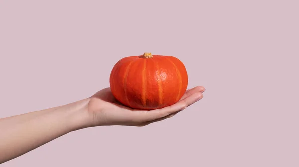 Рука Тримає Свіжий Апельсиновий Гарбуз Рожевому Фоні Високоякісна Фотографія — стокове фото