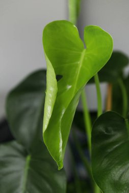 Beyaz arka planda yeşil canavar yaprakları