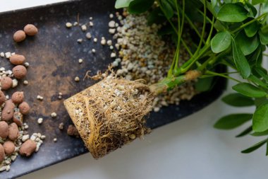 Kökleri yerde olan Schefflera. Kapalı alanda kil çömlek yapın. Bitkilerin bakımı