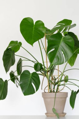 Beyaz bir arka planda güzel bir ev çiçeği canavarı. Canavar evi bitkisinin büyük yaprakları.