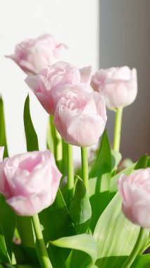 Bahar güneşinde yumuşak pembe laleler, zarif çiçekler ve taze yeşil yapraklar. 