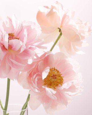 Yumuşak pastel arka planda çiçek açan zarif pembe şakayık çiçekleri.