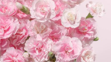 Pastel arka planda pembe karanfiller ve metin için yer var. Anneler Günü tasarımları, bahar temaları, romantik tebrik kartları, çiçekçi markalaşması için ideal.