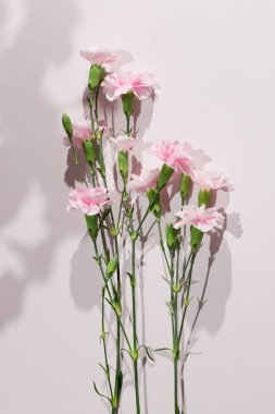 Pastel arka planda pembe karanfiller ve metin için yer var. Anneler Günü tasarımları, bahar temaları, romantik tebrik kartları, çiçekçi markalaşması için ideal.