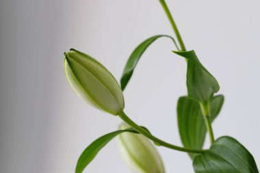 Beyaz arka planda yeşil yaprakları olan işlenmemiş zambak tomurcukları. Kopyalama alanı ile en düşük botanik bileşimi