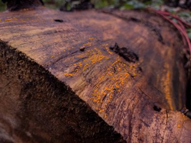 Eski paslı metal fıçı