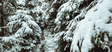 Kış karı - köknar ormanı.