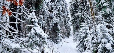 Kış manzarası. Karlı kış ormanı.