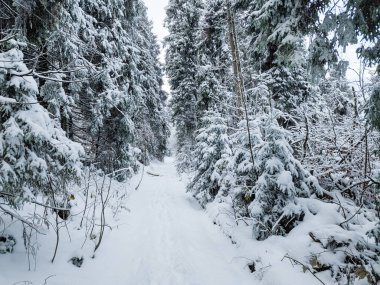 Karpatların dağlarında kışın karla kaplı çam ormanı