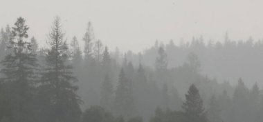 Dağlardaki güzel orman