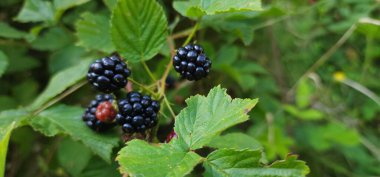Bahçedeki ağaçta böğürtlen