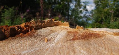 Ormandaki eski tahta.