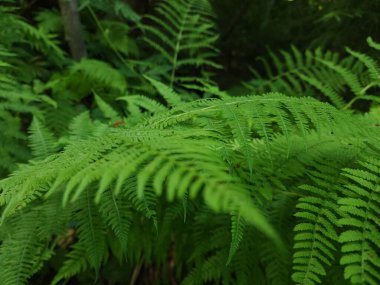 Ormanda yeşil yapraklar